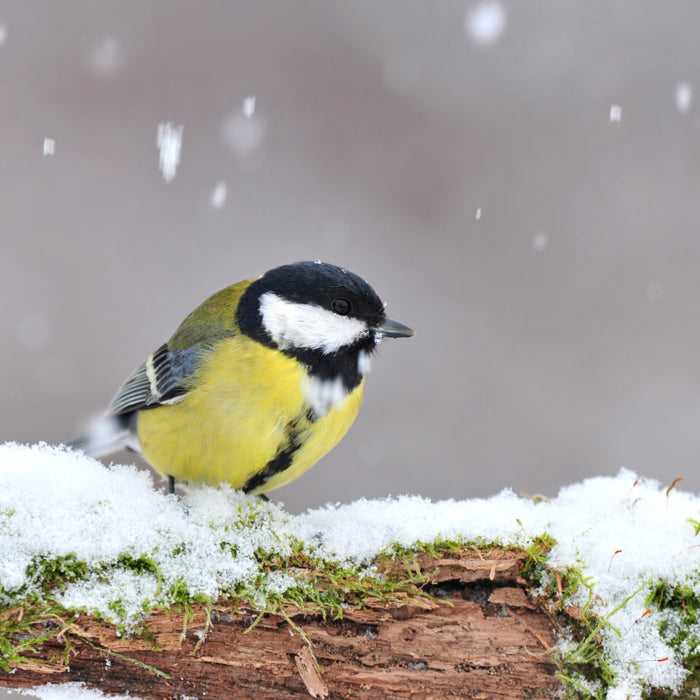 What to Feed Birds in Winter and How To Do It