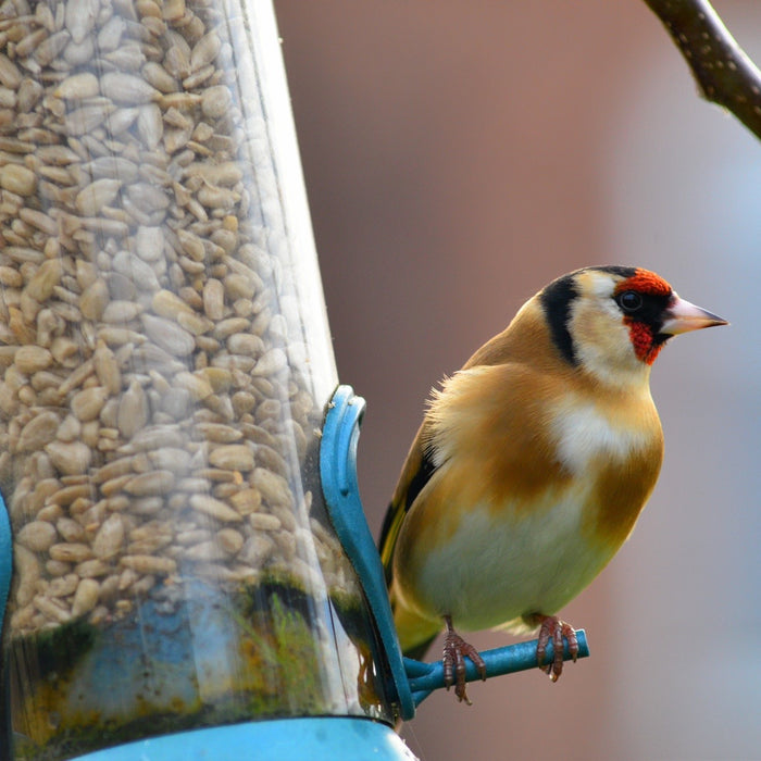 How to feed sunflower hearts to garden birds