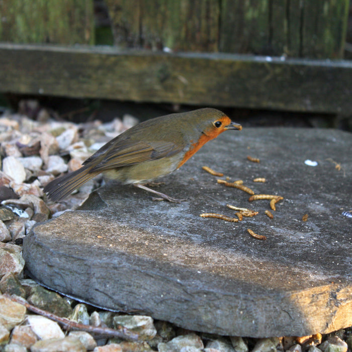 Robin eating mealworms