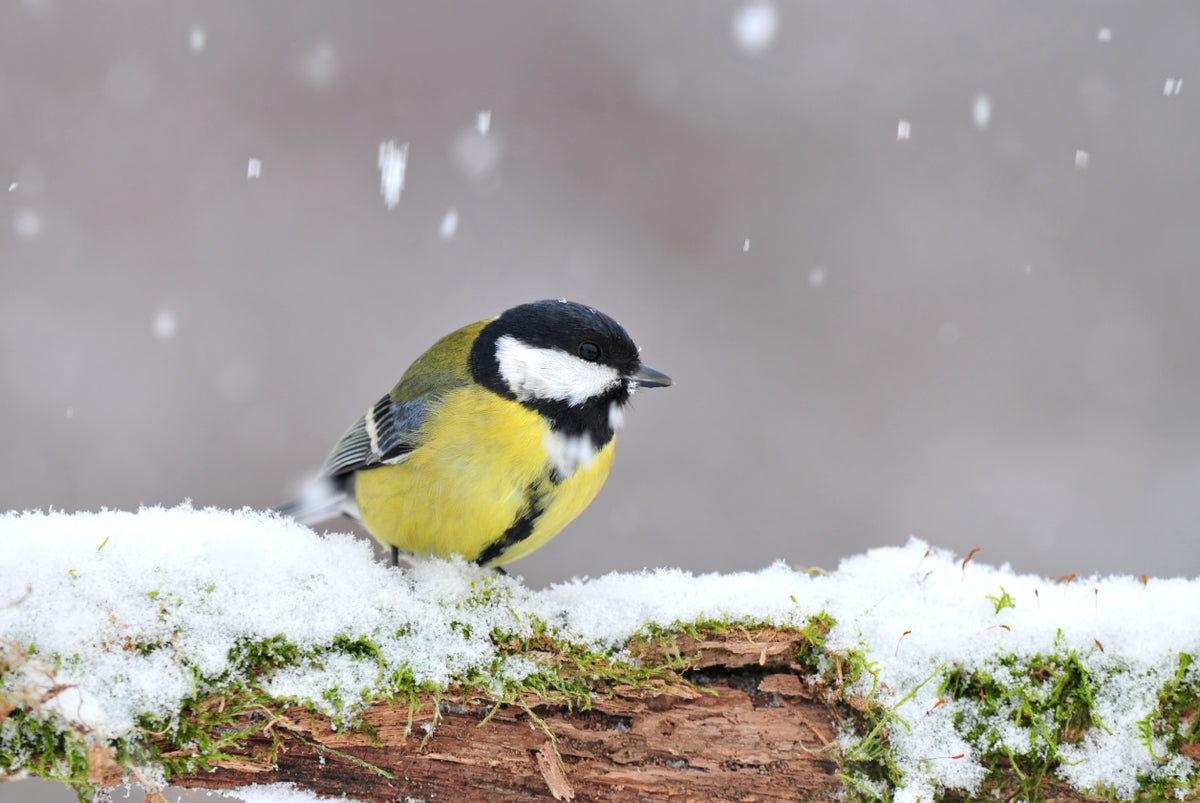 What to feed birds in winter | How to feed garden birds — Garden Bird ...