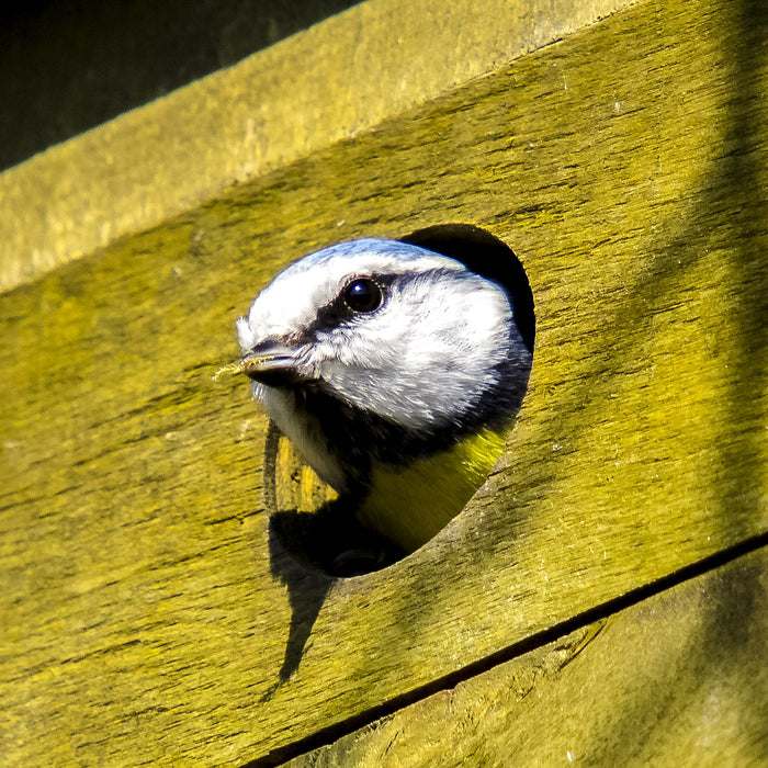 Nurturing Nature: UK Nest Box Awareness Week Set to Soar