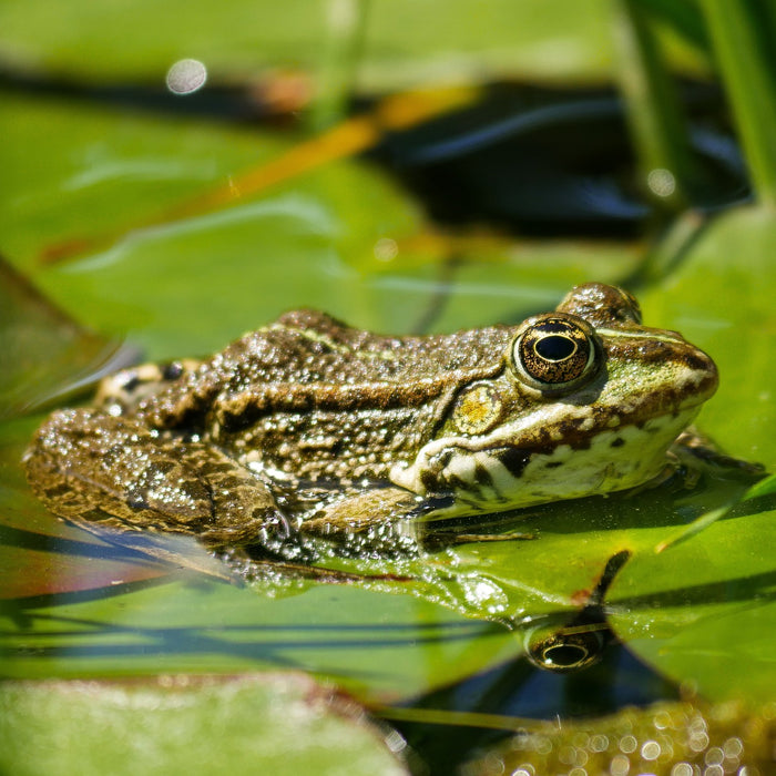 10 Reasons to Add a Pond to Your Garden!