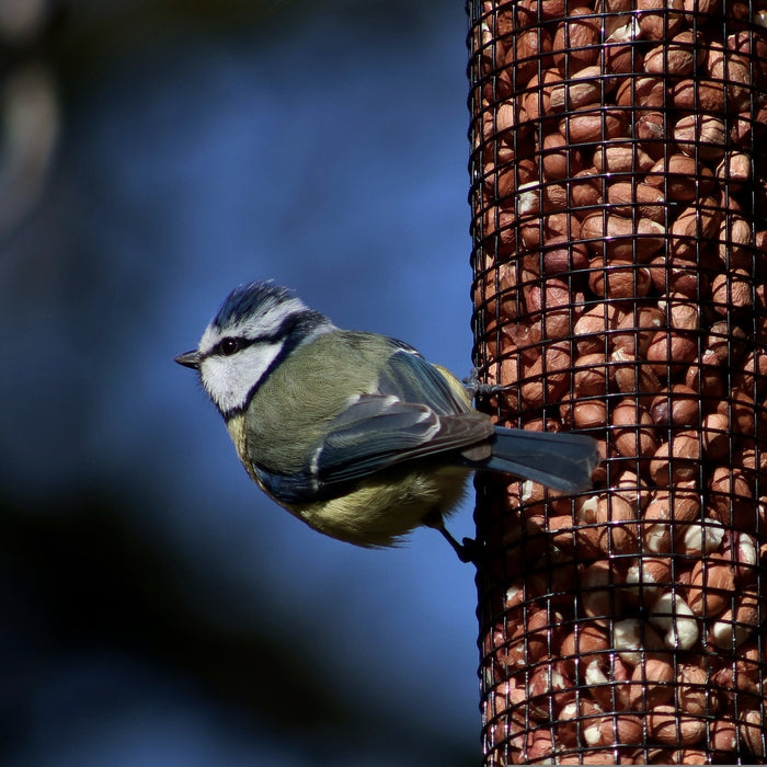 Blue tit peanut feeder