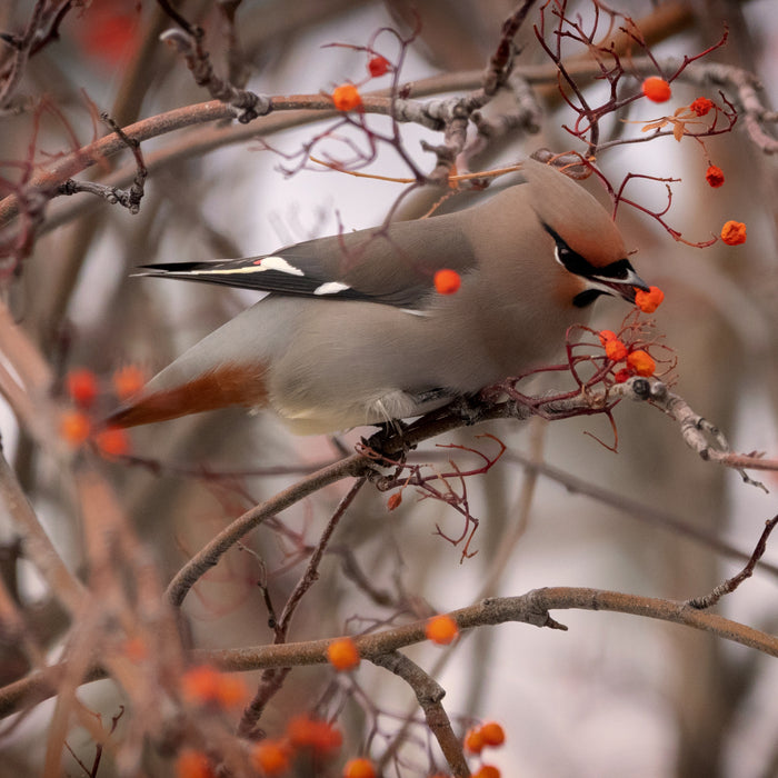 Welcoming Winter Visitors: Redwings, Fieldfares, Waxwings, and Blackcaps Migrating to the UK