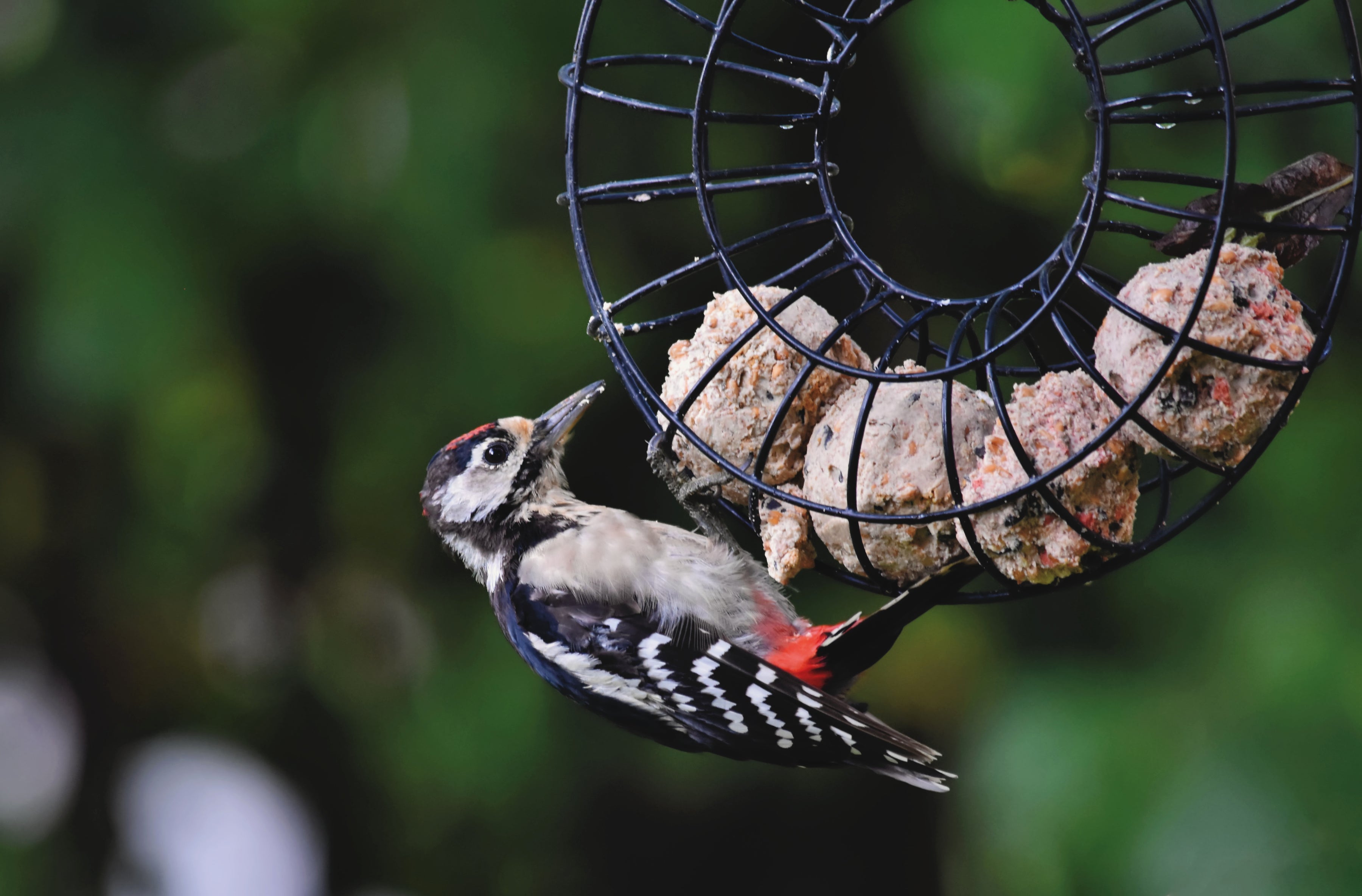 Nourishing Garden Birds The Benefits of Suet and FatBased Foods — Garden Bird Feeders