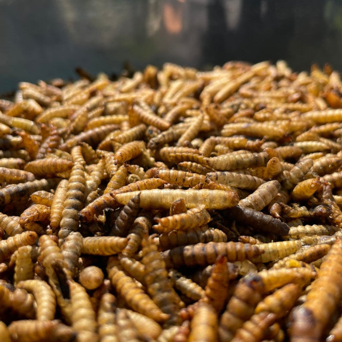 Dried Calciworms - Premium Straight Bird Foods from Garden Bird Feeders - Just £2.29! Shop now at Garden Bird Feeders
