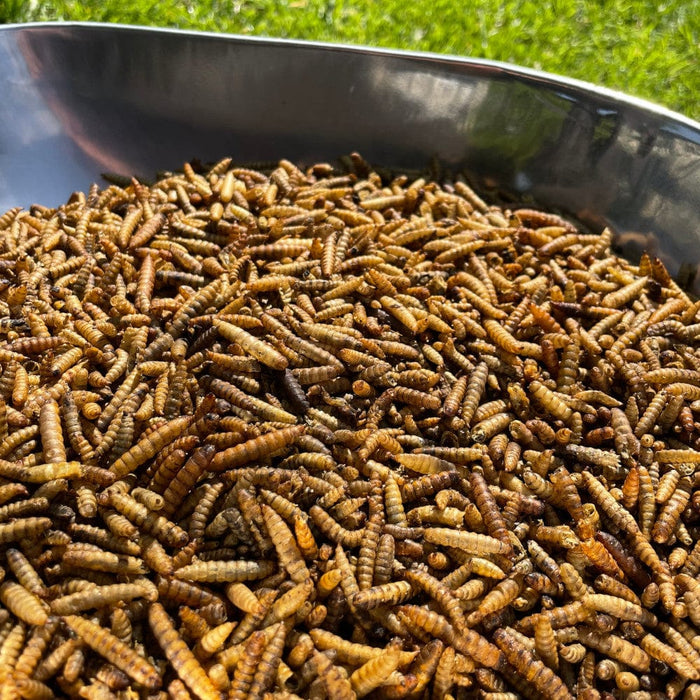 Dried Calciworms - Premium Straight Bird Foods from Garden Bird Feeders - Just £2.29! Shop now at Garden Bird Feeders