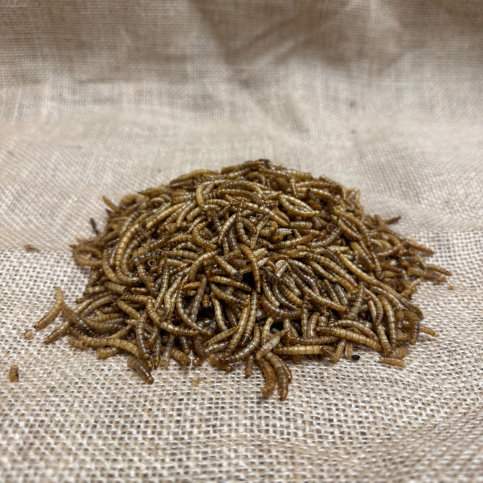 Dried Mealworms