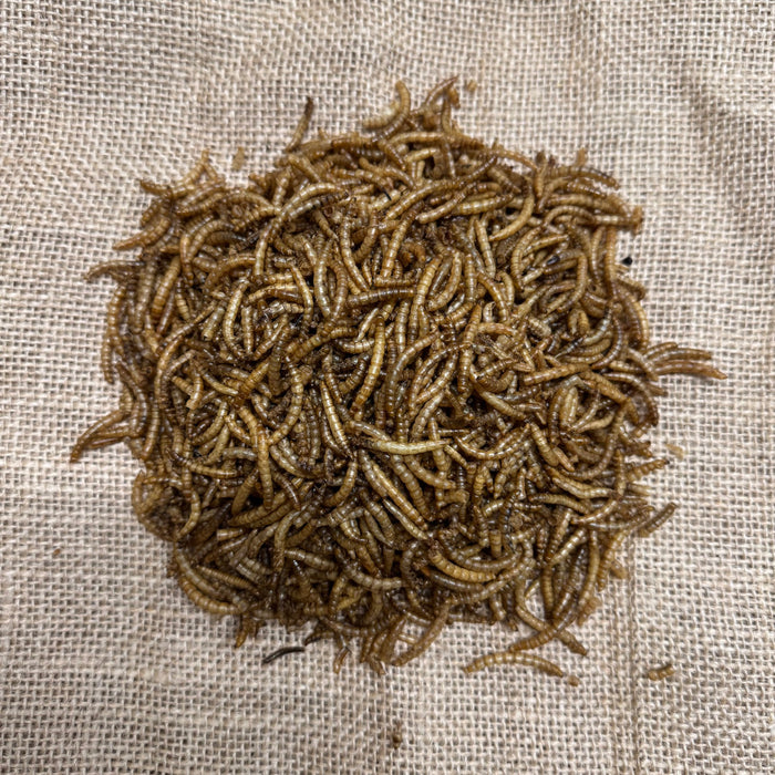 Dried Mealworms