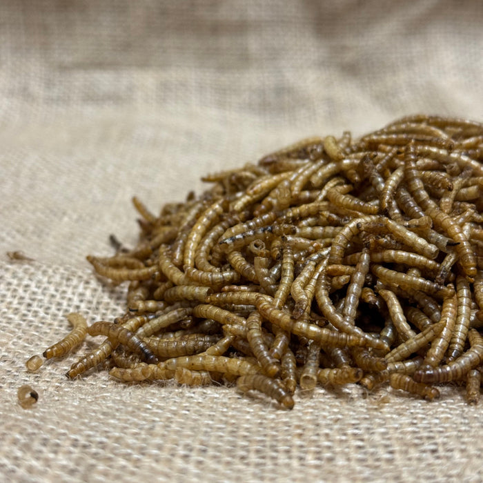 Dried Mealworms