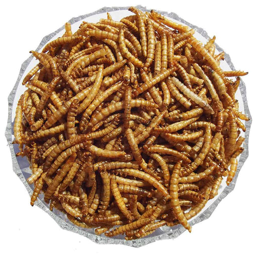 Dried Mealworms - Premium Straight Bird Foods from Garden Bird Feeders - Just £2.79! Shop now at Garden Bird Feeders